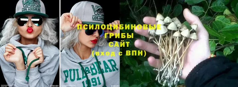 Псилоцибиновые грибы Psilocybine cubensis  MEGA   Камешково 